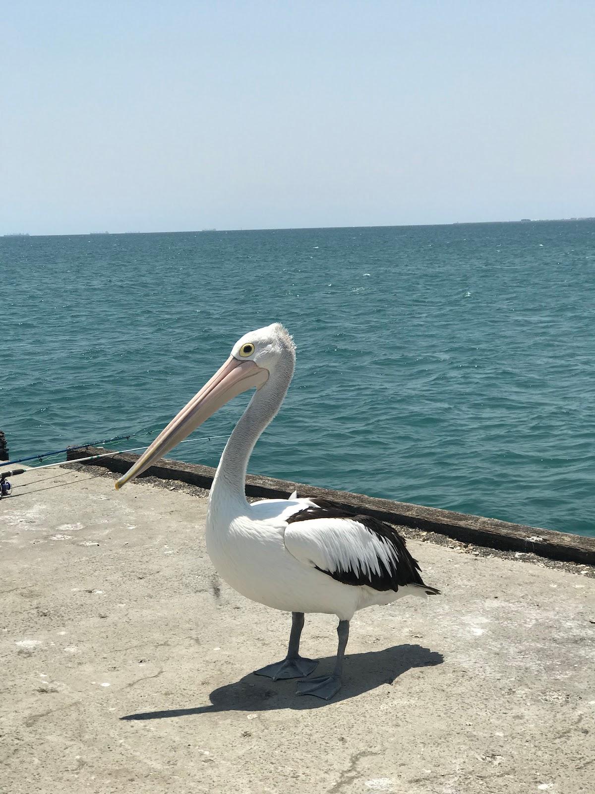 Sandee Woodman Point Jetty Photo