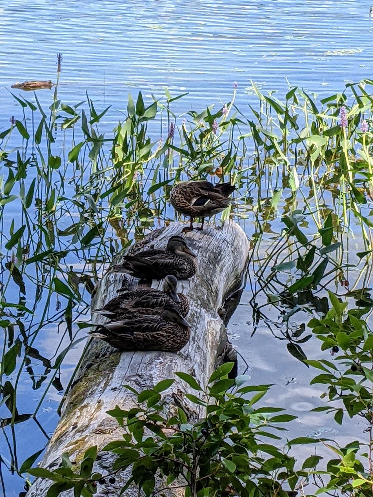 Sandee - White Lake State Park