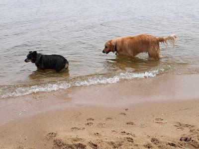 Sandee - Cove Point Beach