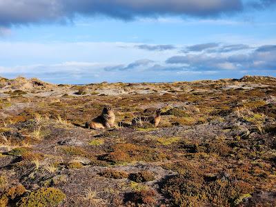 Sandee - Cape Pembroke