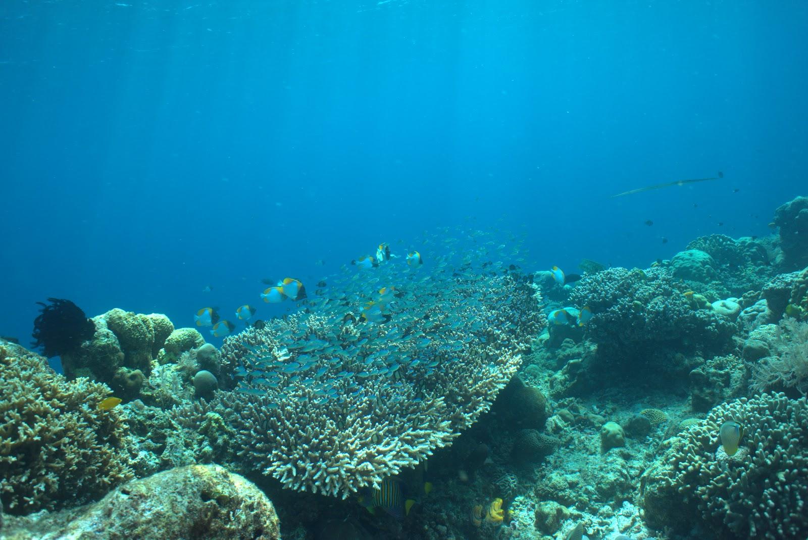 Sandee Taman Laut Bunaken