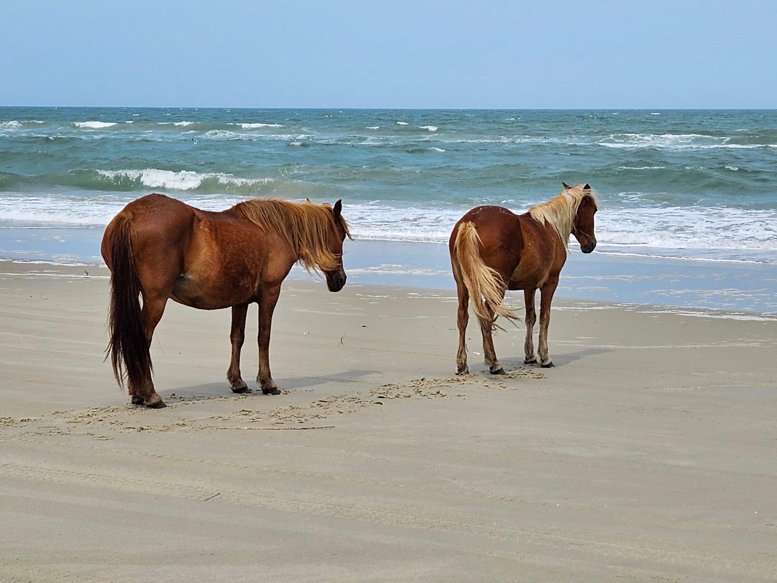 Sandee - Currituck National Wildlife Refuge