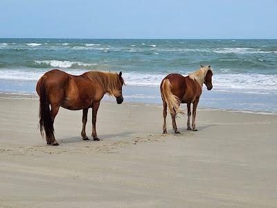 Sandee - Currituck National Wildlife Refuge