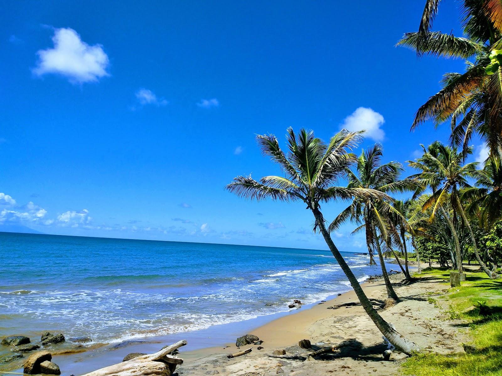 Sandee Vieux Fort