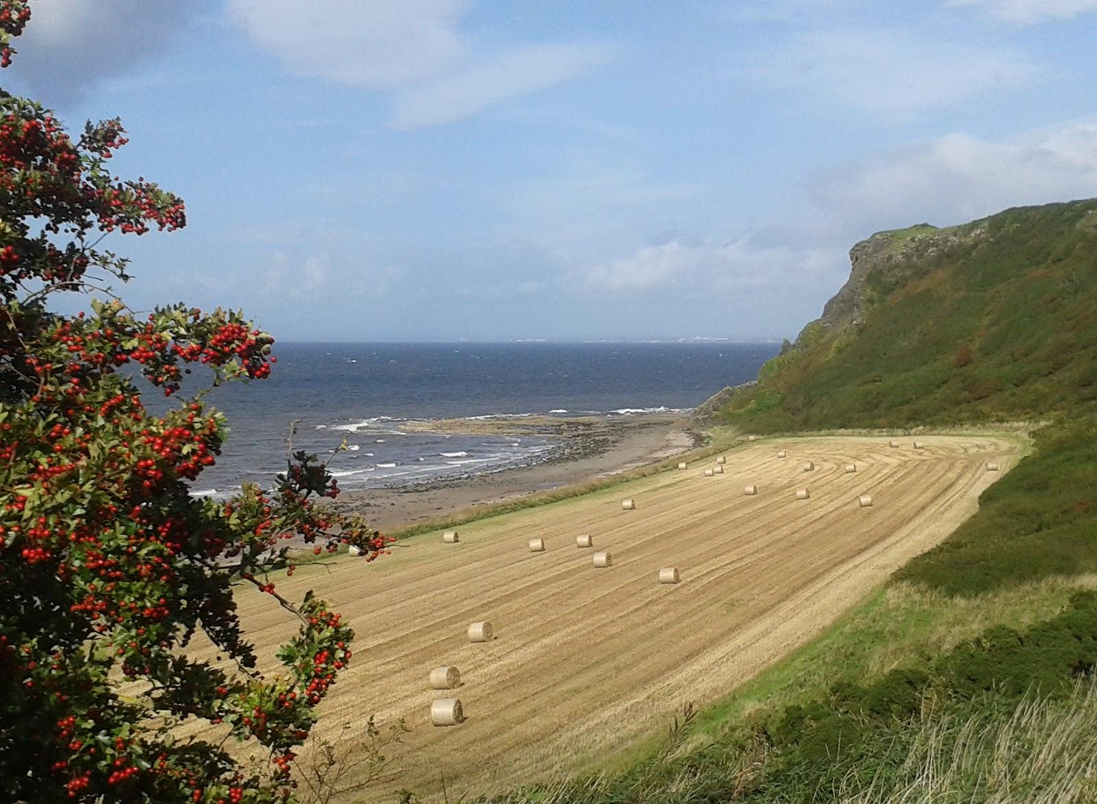 Sandee Bracken Bay Beach Photo