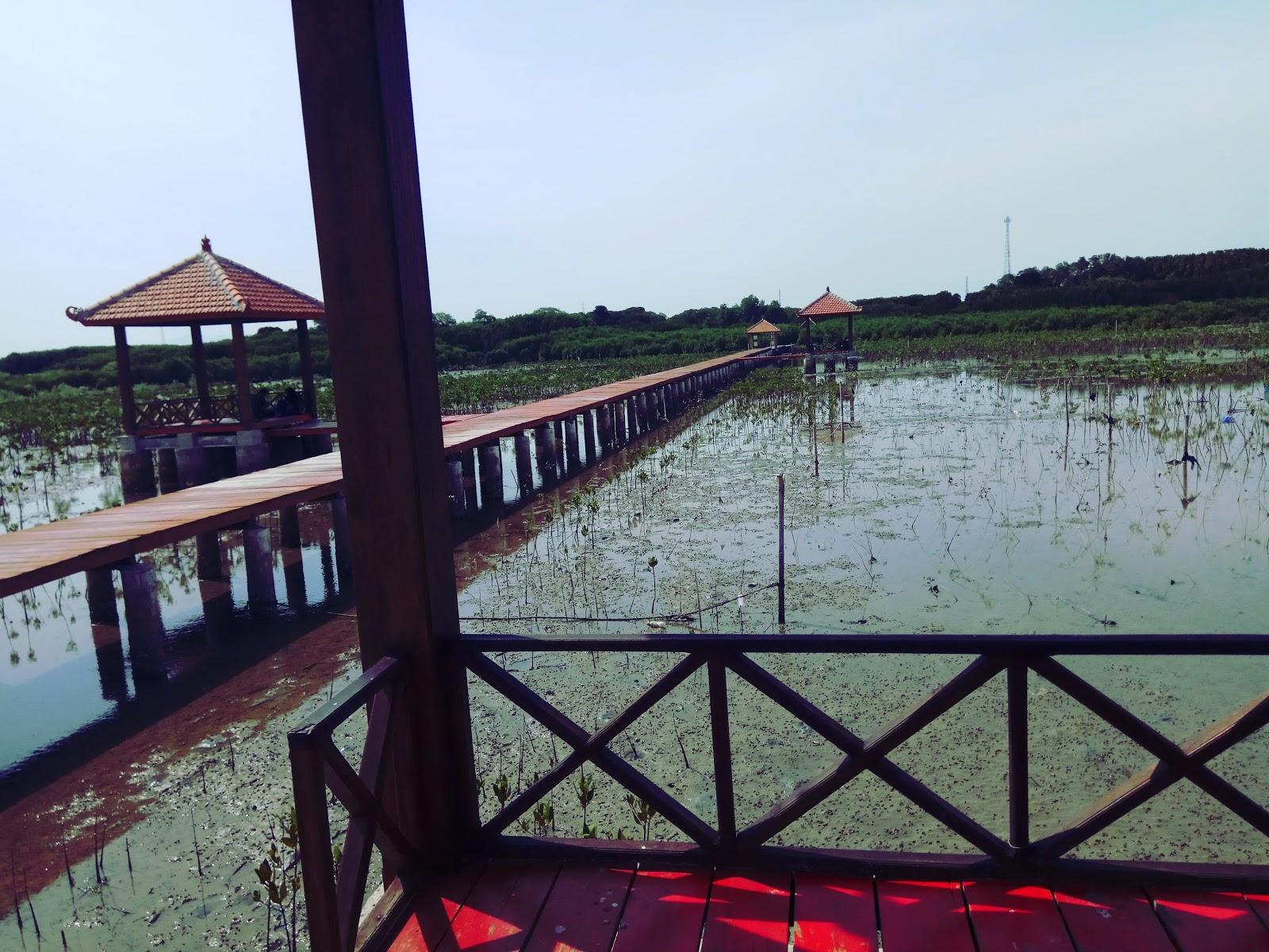 Sandee Mangrove Desa Tireman