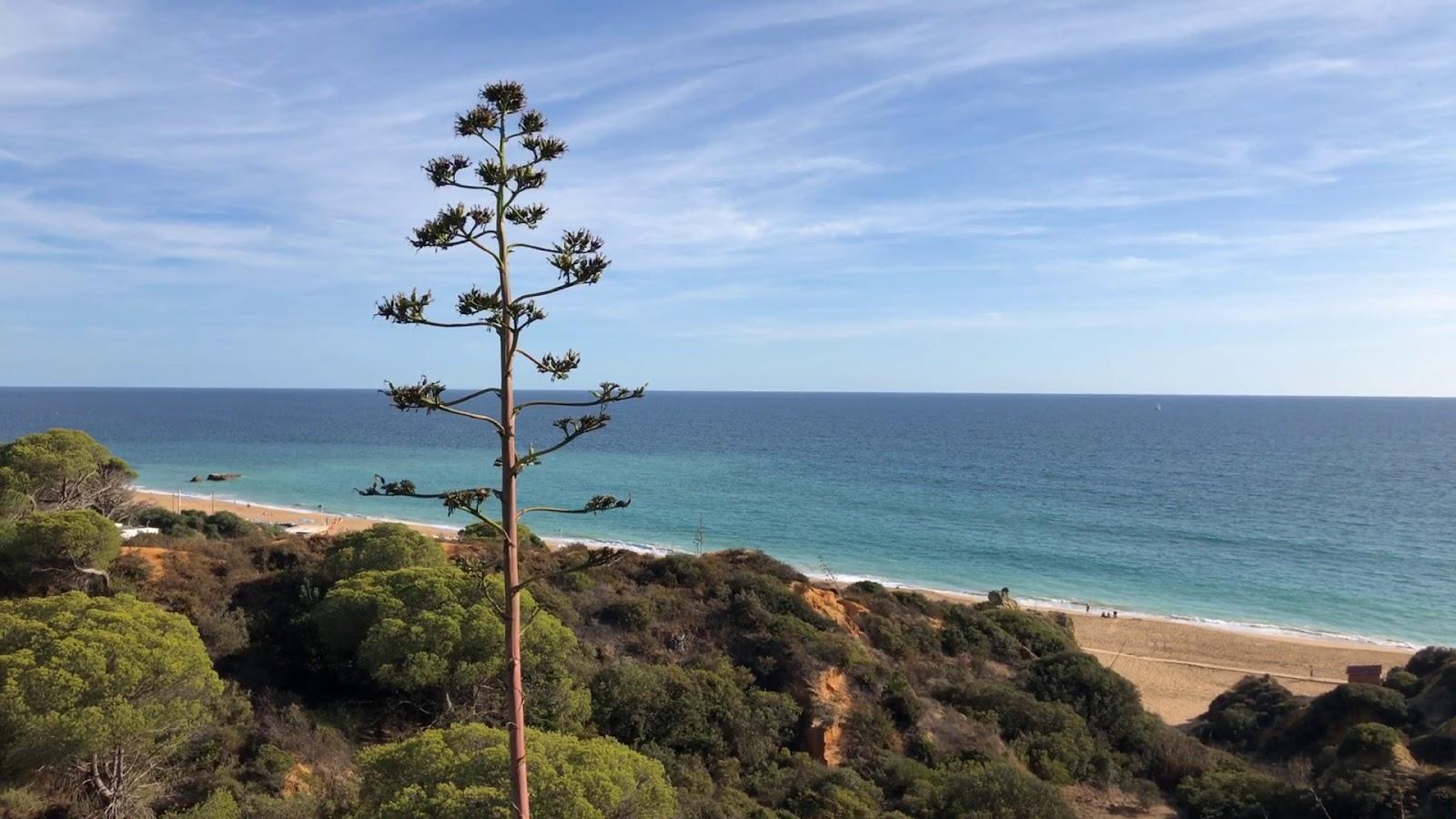 Sandee - Praia Dos Alemaes