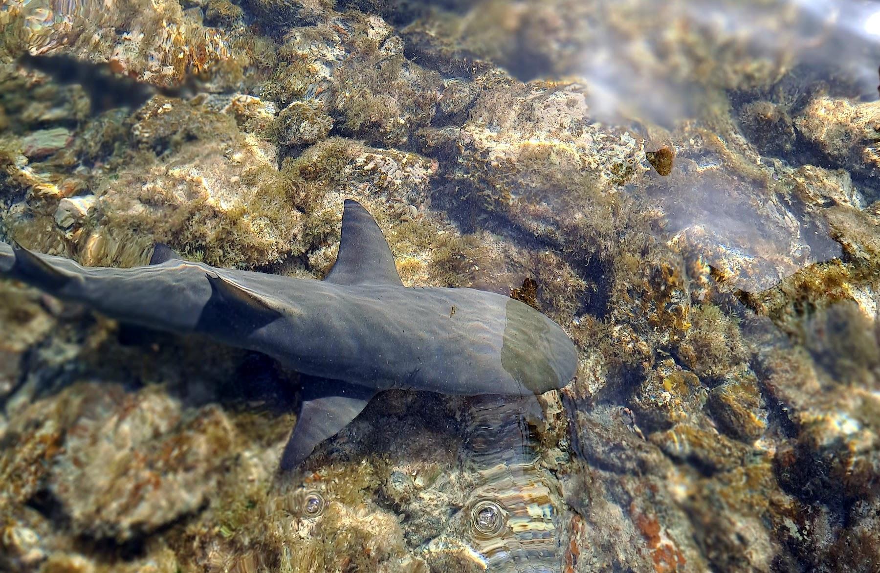 Sandee Shark Bay