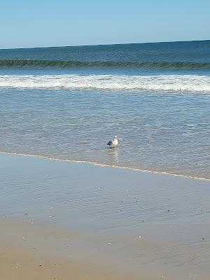 Sandee - Spring Lake Beach