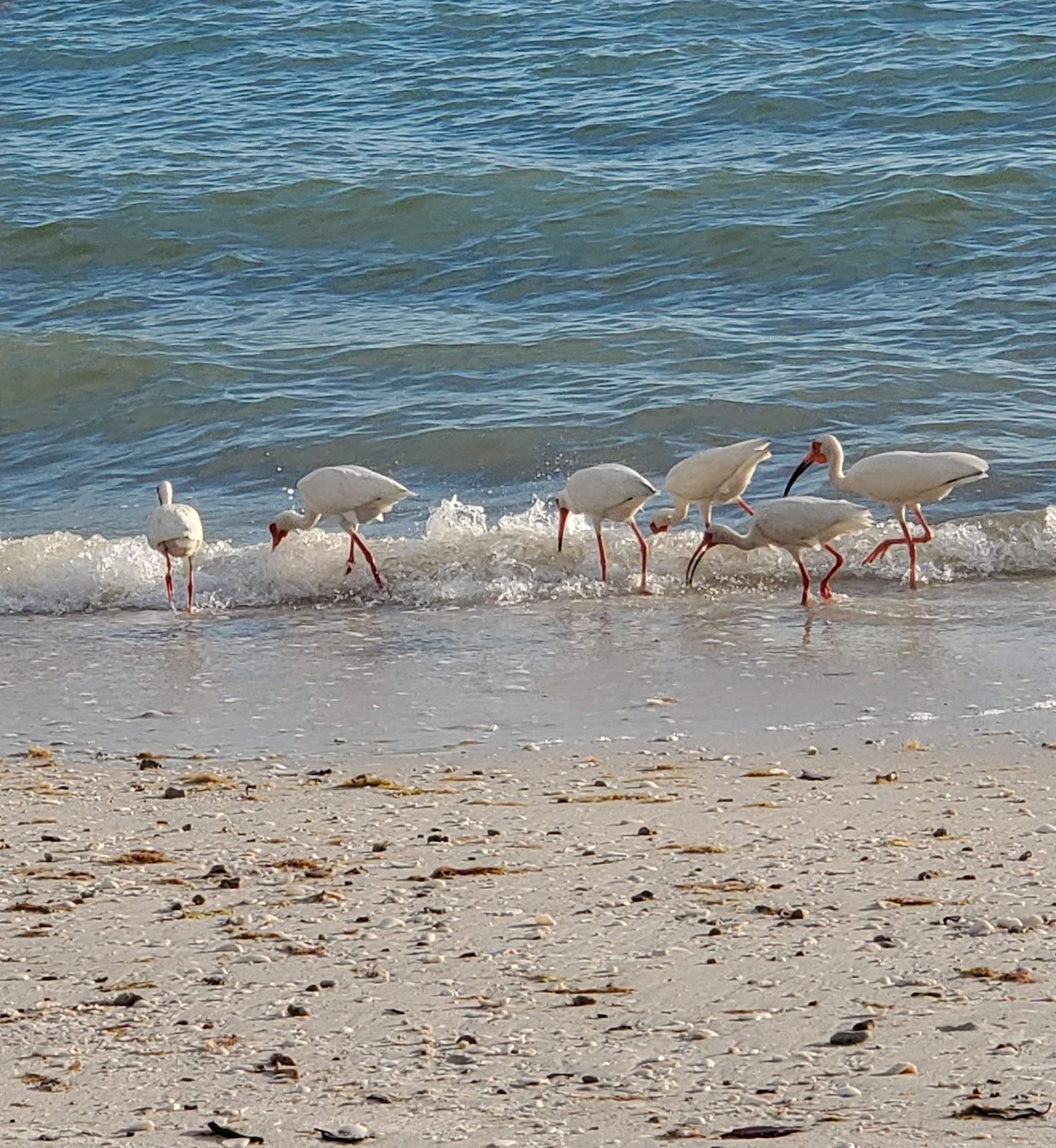 Sandee - Barefoot Beach Preserve