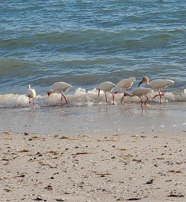 Sandee - Barefoot Beach Preserve