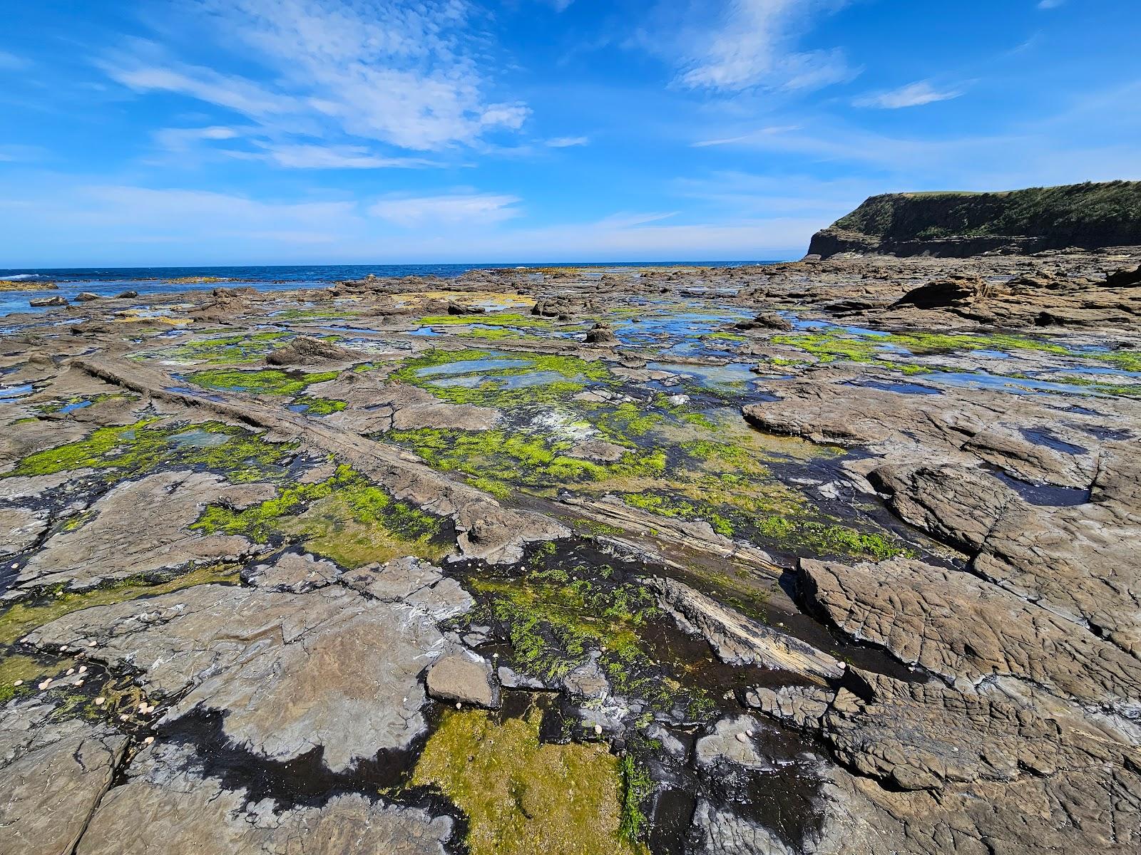 Sandee Petrified Forest Curio Bay
