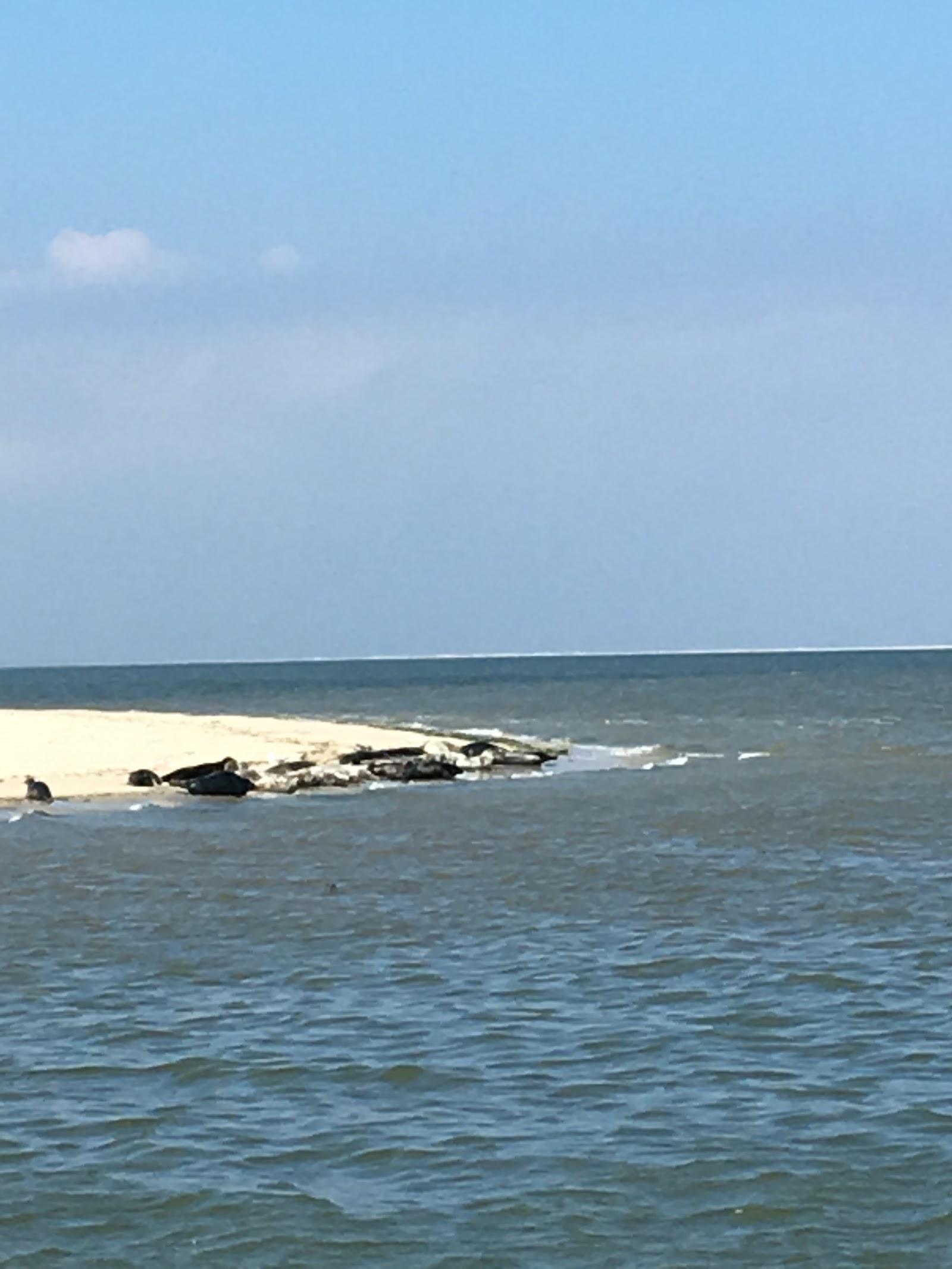 Sandee Kachelotplate Island Photo