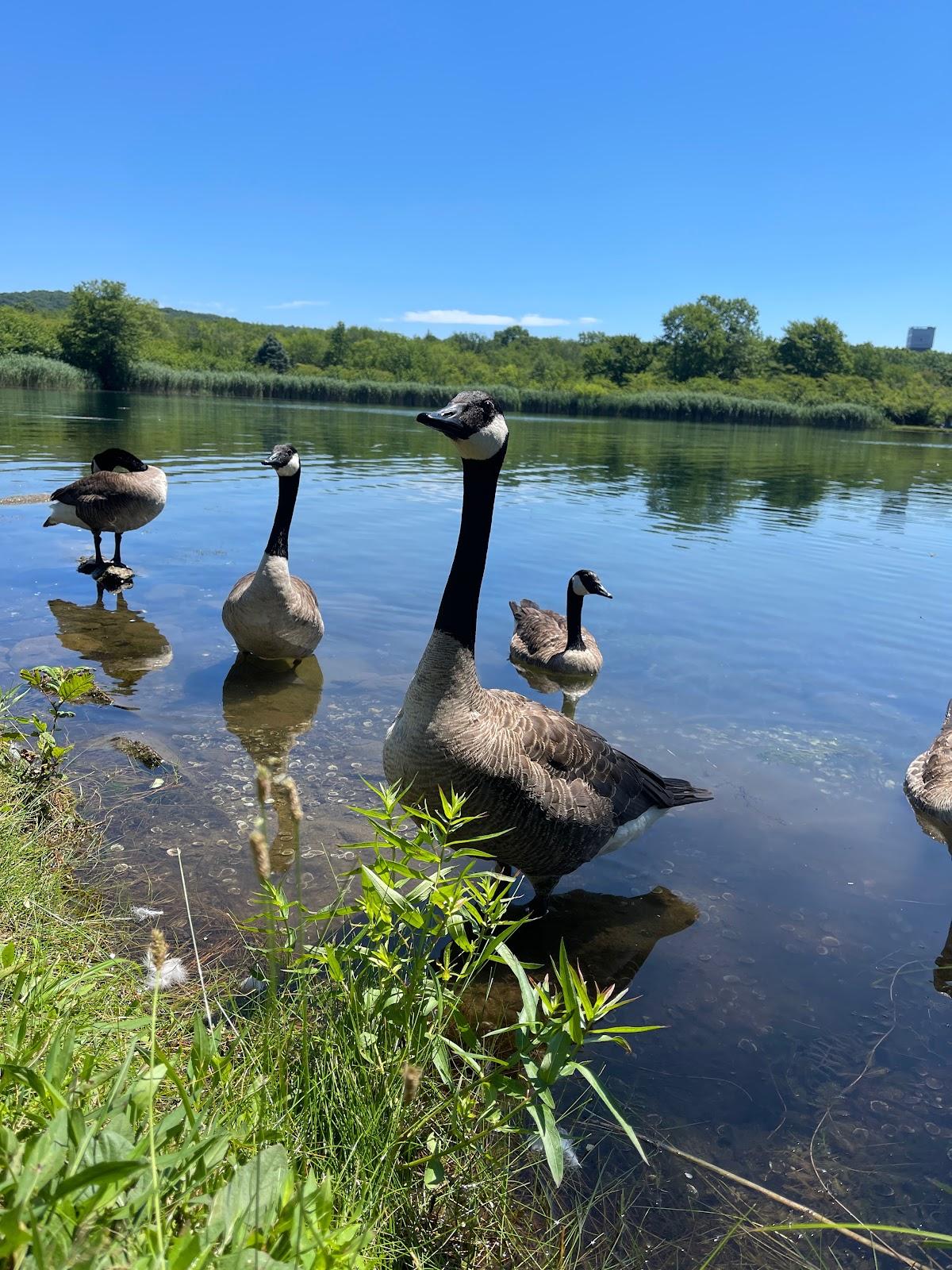 Sandee - Horseshoe Lake