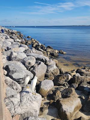 Sandee - Ponce Inlet Beach