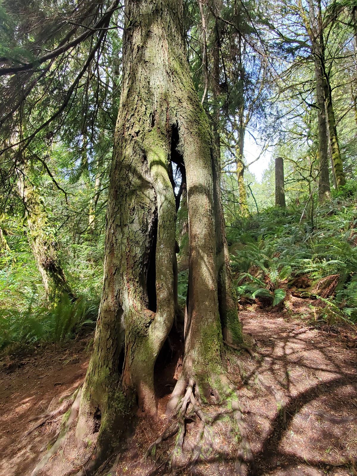 Sandee - Tolmie State Park