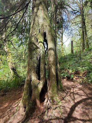 Sandee - Tolmie State Park