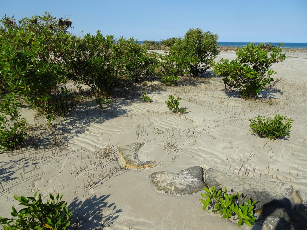 Sandee Jologo Beach