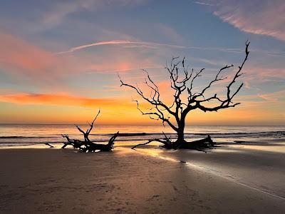 Sandee - Driftwood Beach