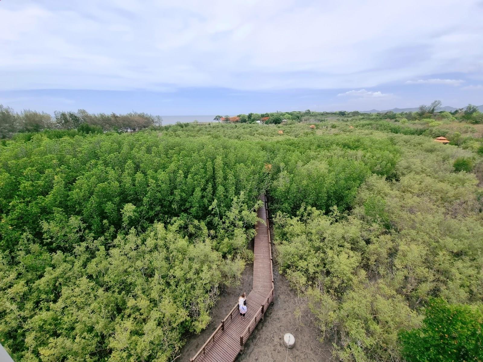 Sandee Mangrove Forest Park Photo