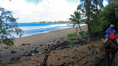 Sandee - Awahua Beach