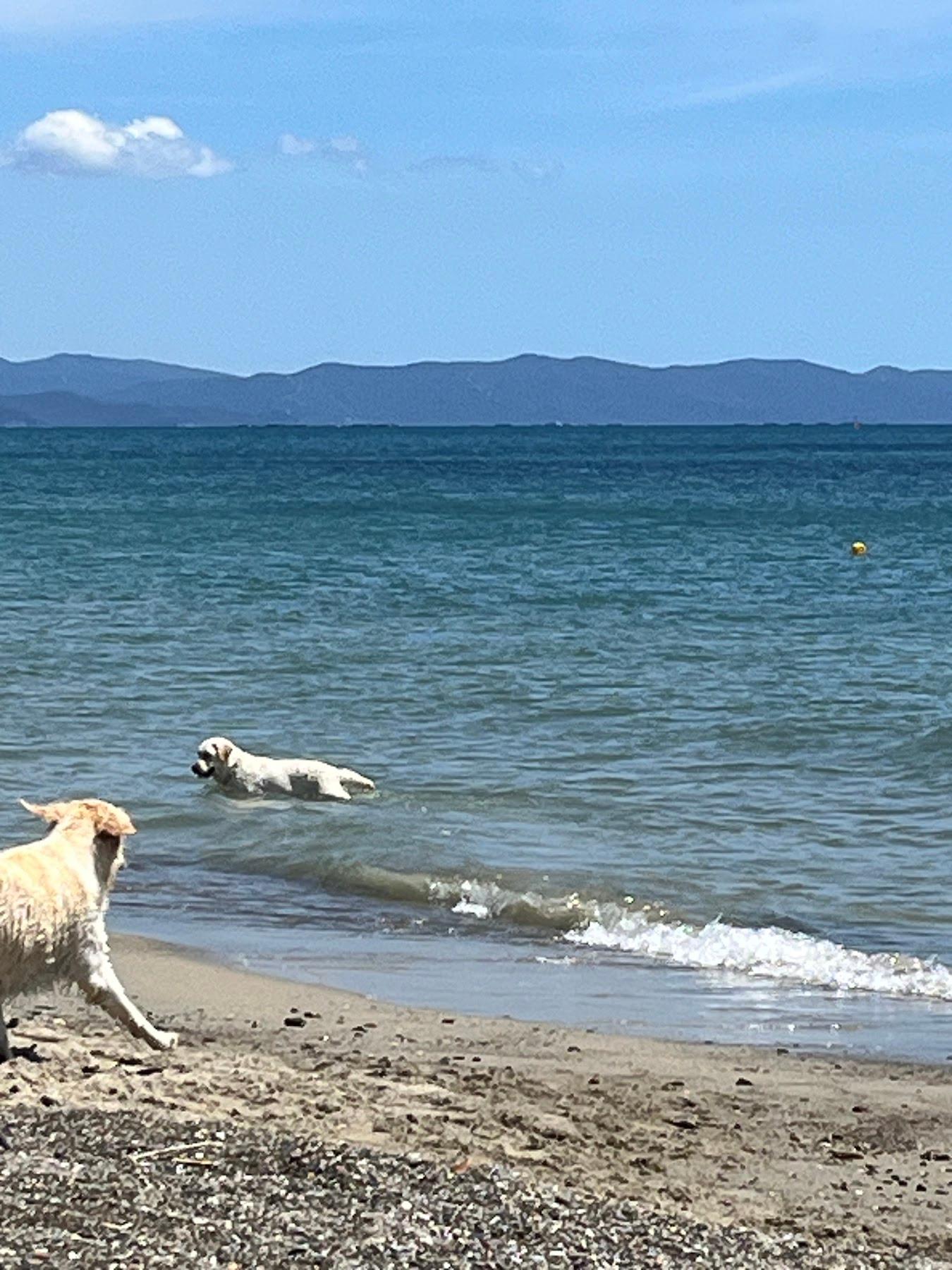 Sandee Dog Beach - Spiaggia Libera Con Accesso Consentito Anche Ai Cani