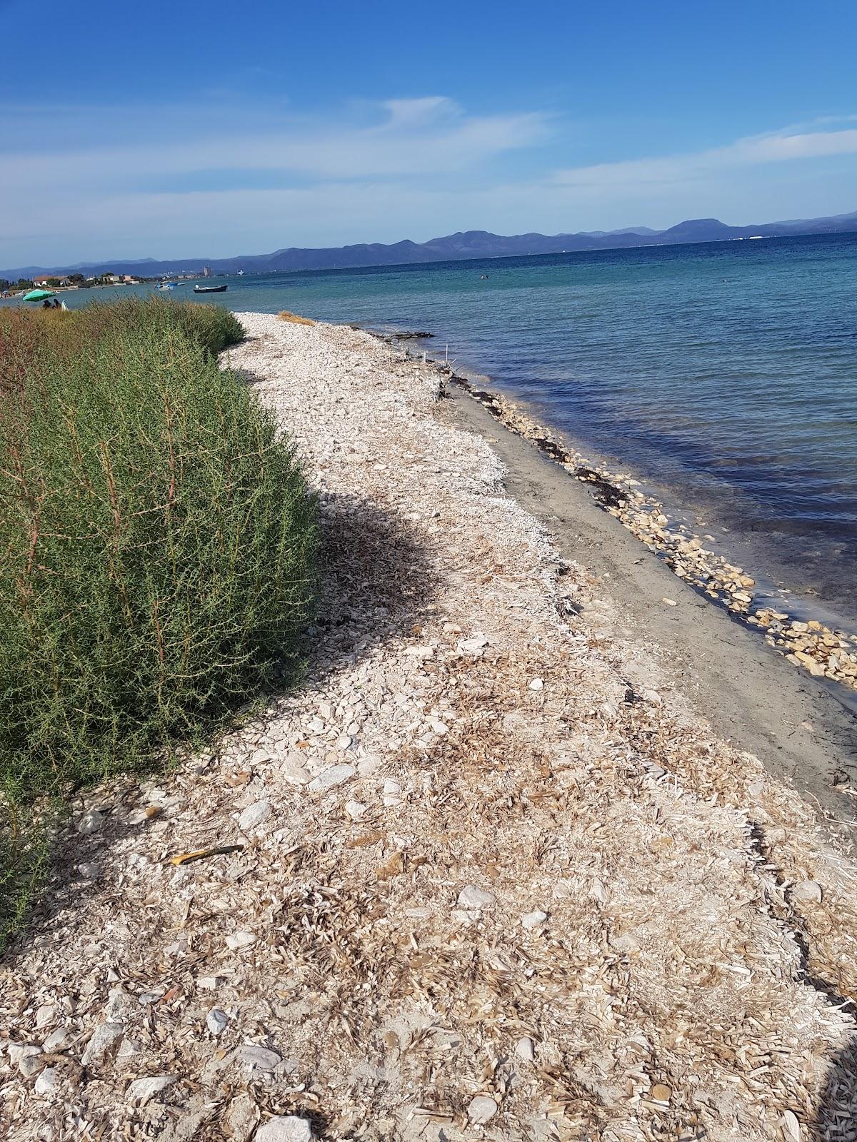 Sandee Spiaggia Per Cani - Dog Beach