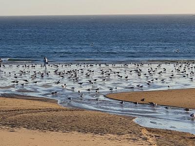 Sandee - Matosinhos Beach