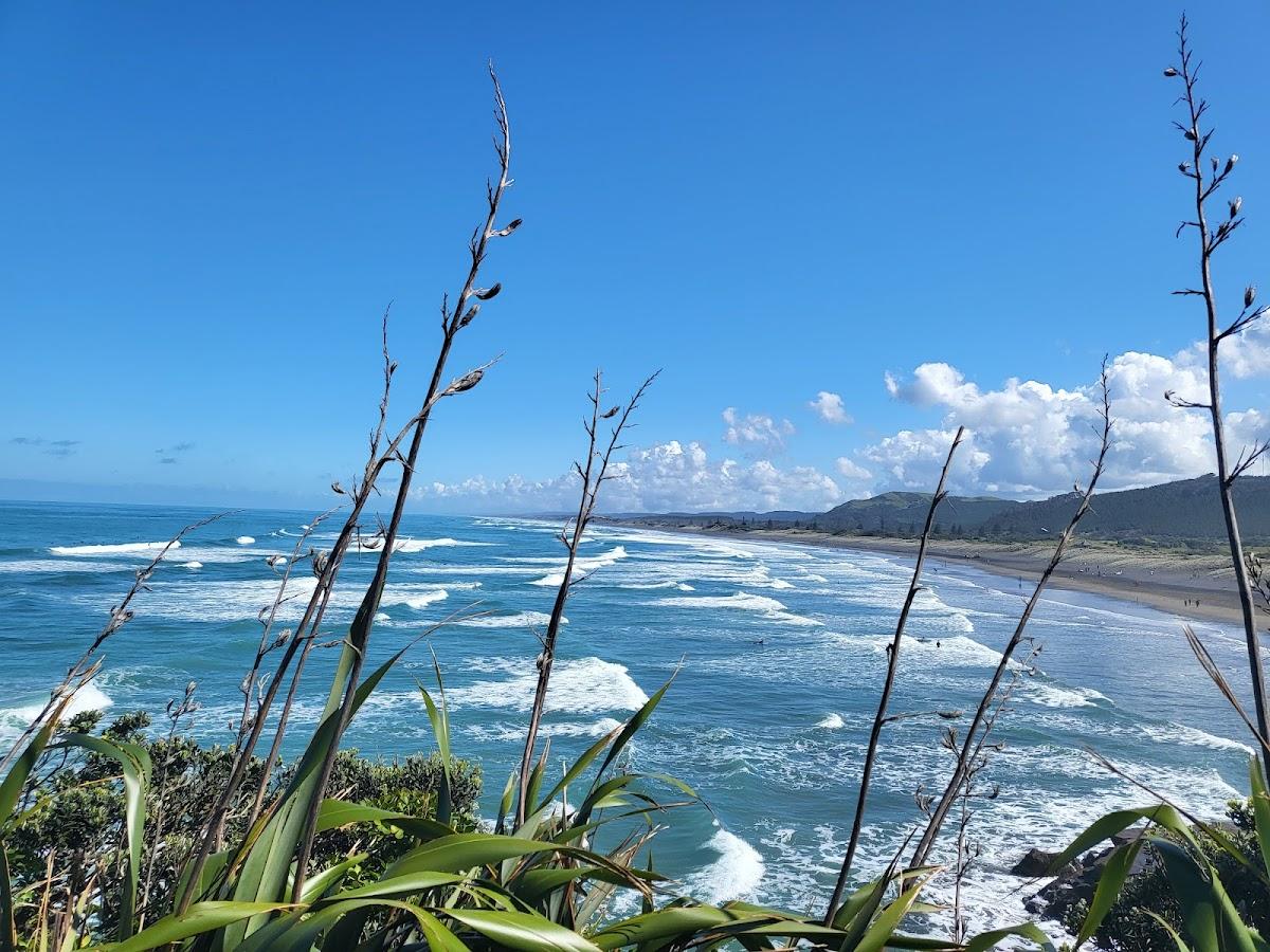 Sandee Muriwai Gannet Colony Photo