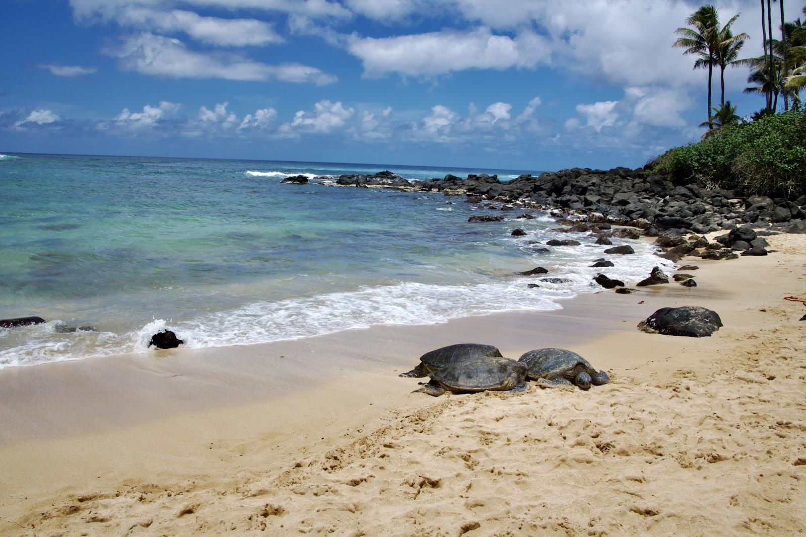 Sandee - Turtle Bay Beach