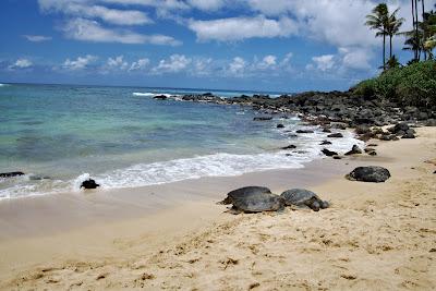 Sandee - Turtle Bay Beach