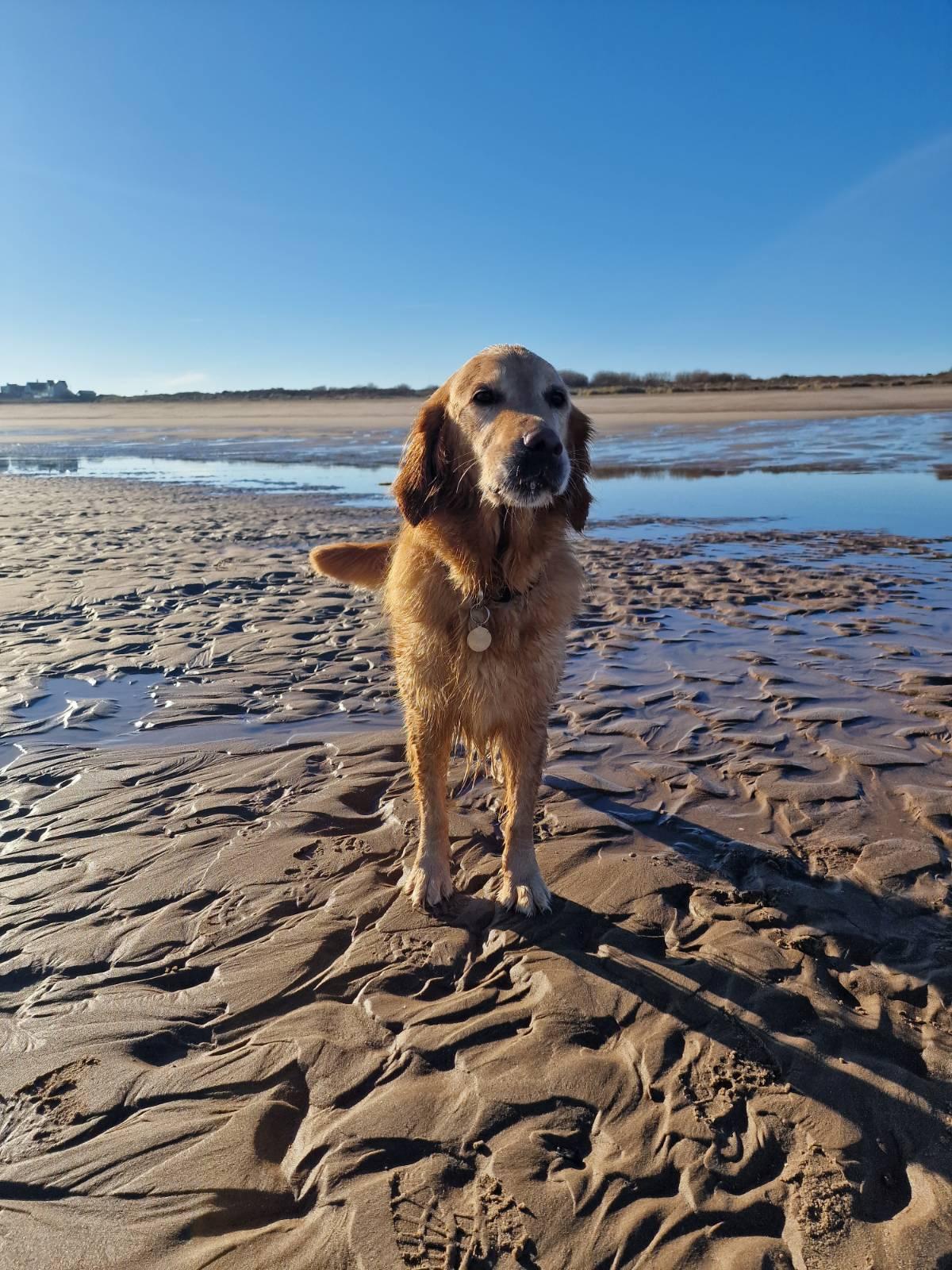 Sandee Marsh Yard Beach Photo