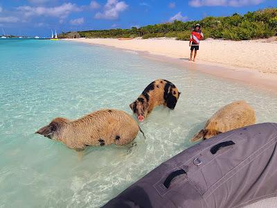 Sandee - Pig Beach