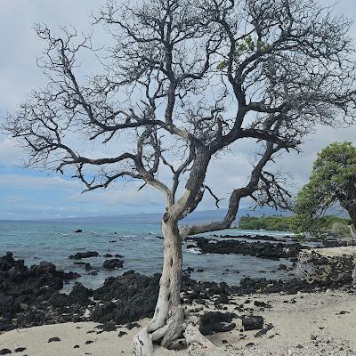 Sandee - Holoholokai Beach