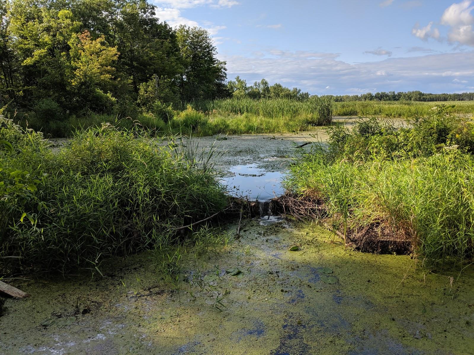 Sandee Lakeview Marsh And Barrier Beach National Natural Landmark Photo