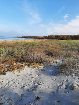 Sandee - Hundestrand Boltenhagen Tarnewitz