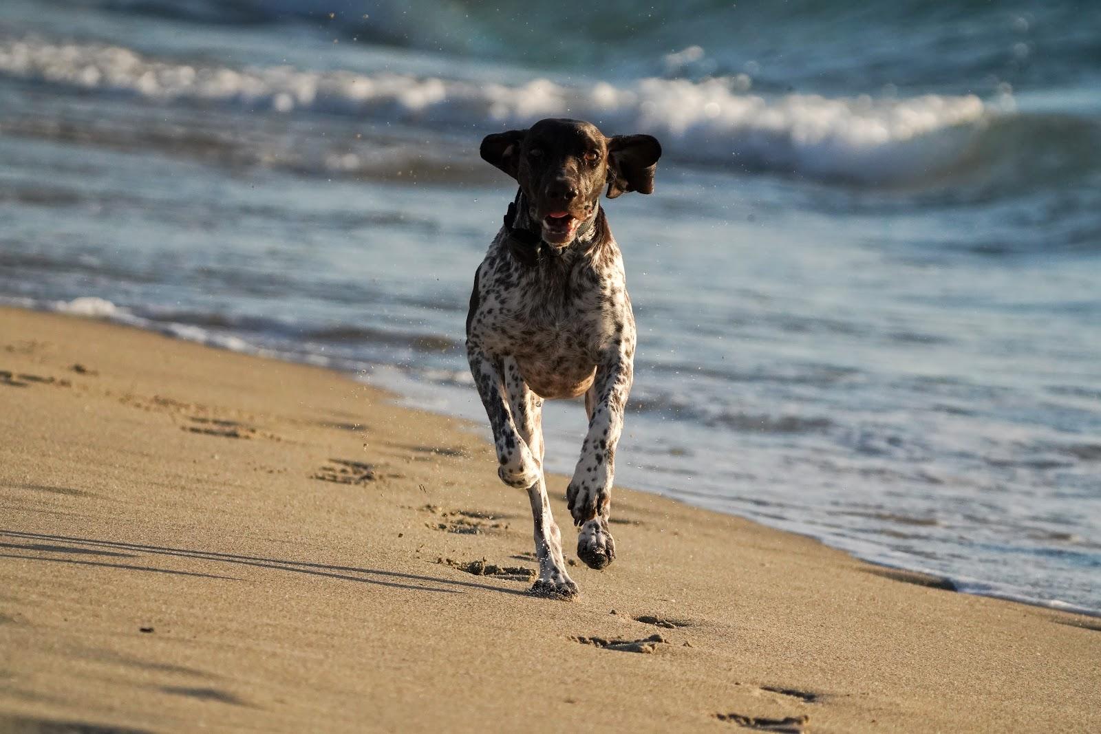 Sandee - Bark Park Dog Beach