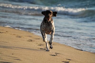 Sandee - Bark Park Dog Beach