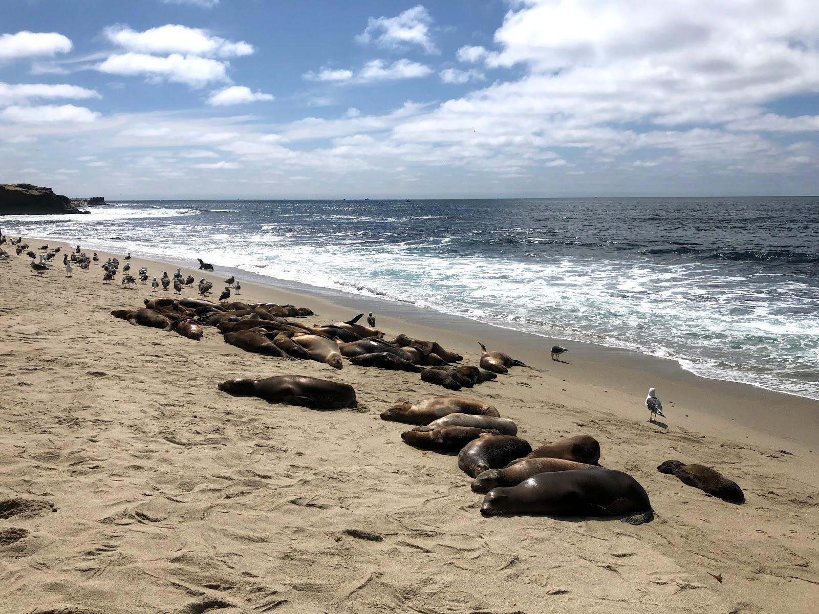 Sandee - La Jolla Shores Beach