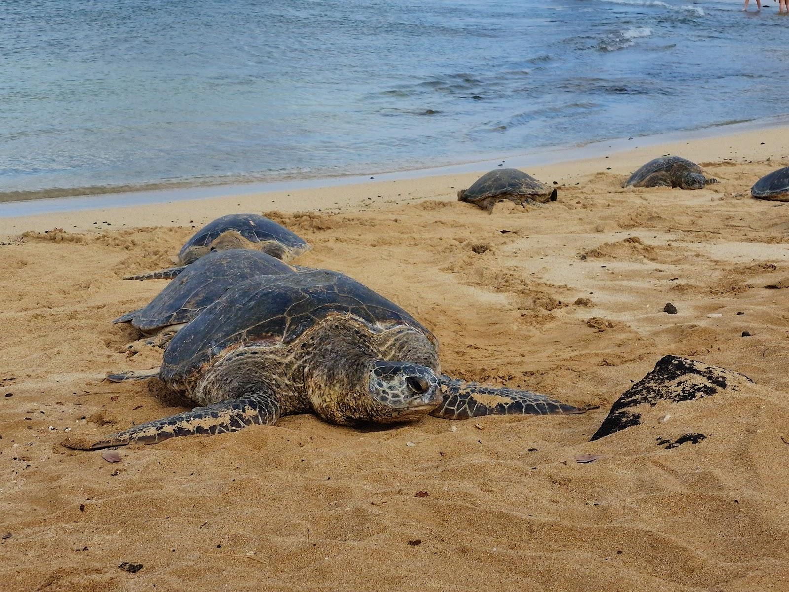 Sandee - Po'Ipu Beach