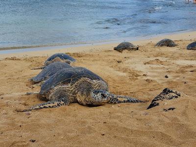 Sandee - Po'Ipu Beach