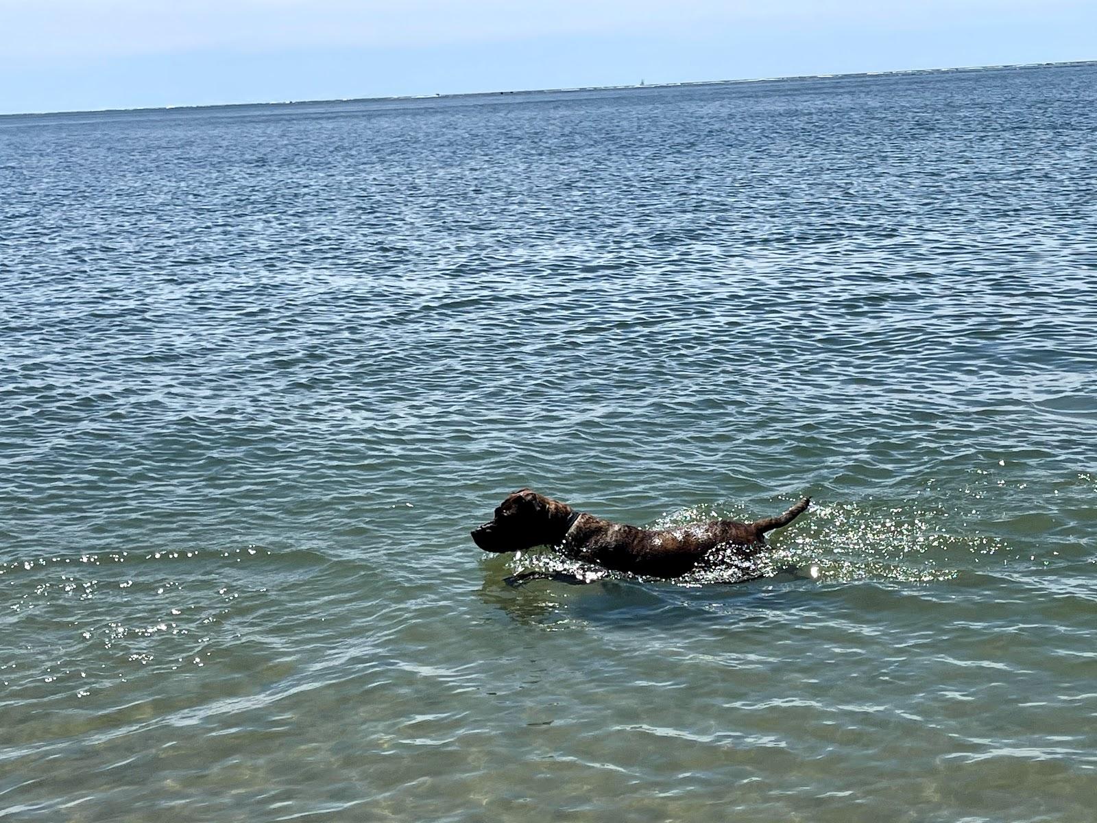 Sandee - Longport Dog Beach