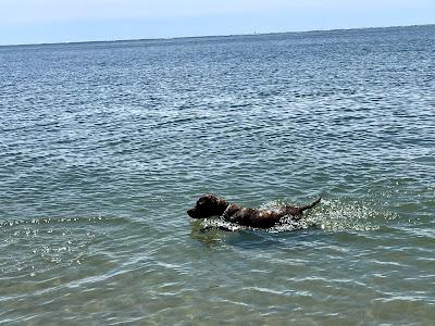 Sandee - Longport Dog Beach