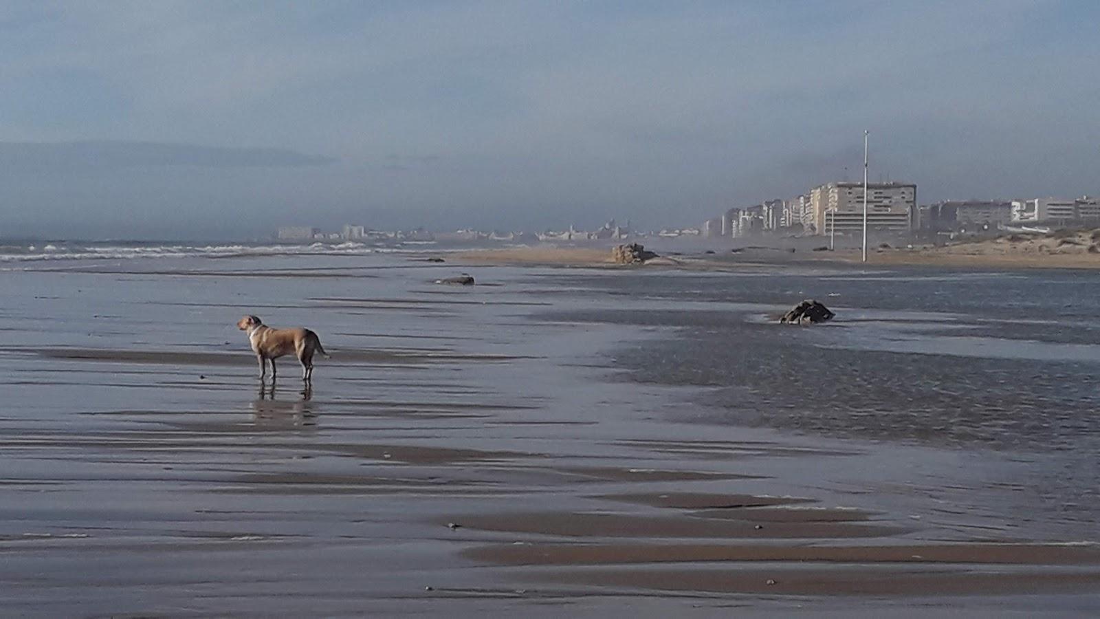 Sandee - El Chato Beach