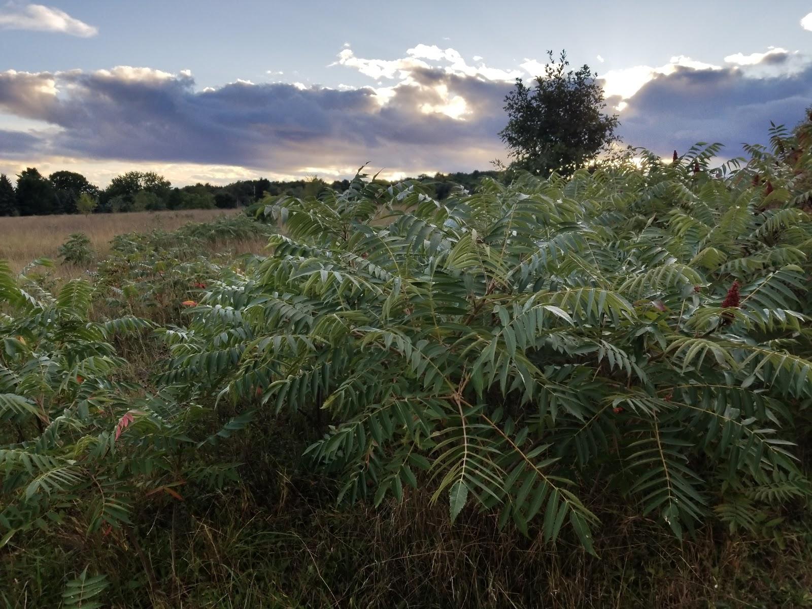 Sandee - Pelizzari Natural Area