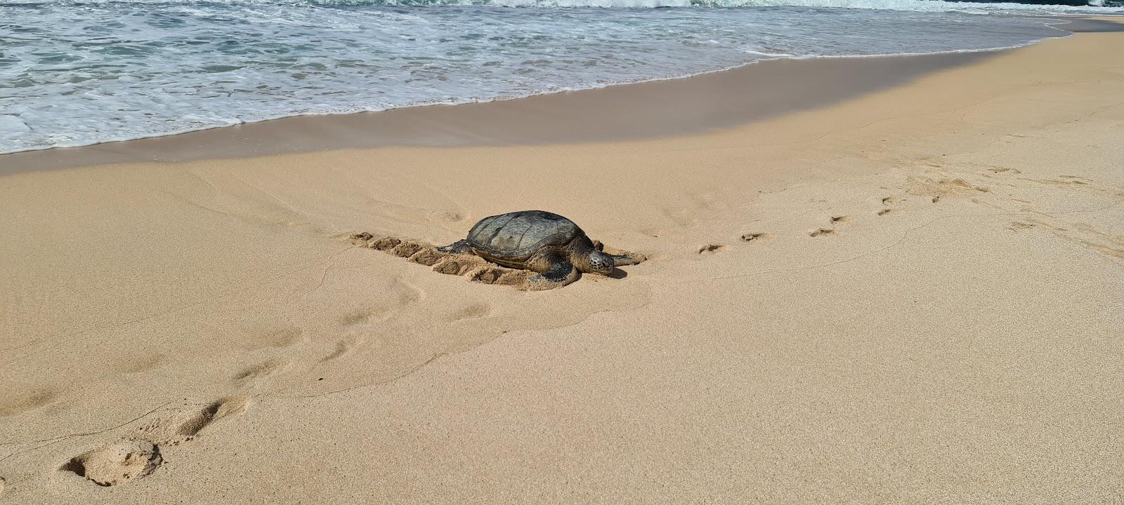 Sandee - Kawailoa Beach