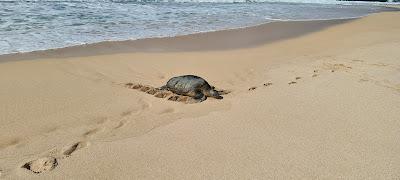 Sandee - Kawailoa Beach