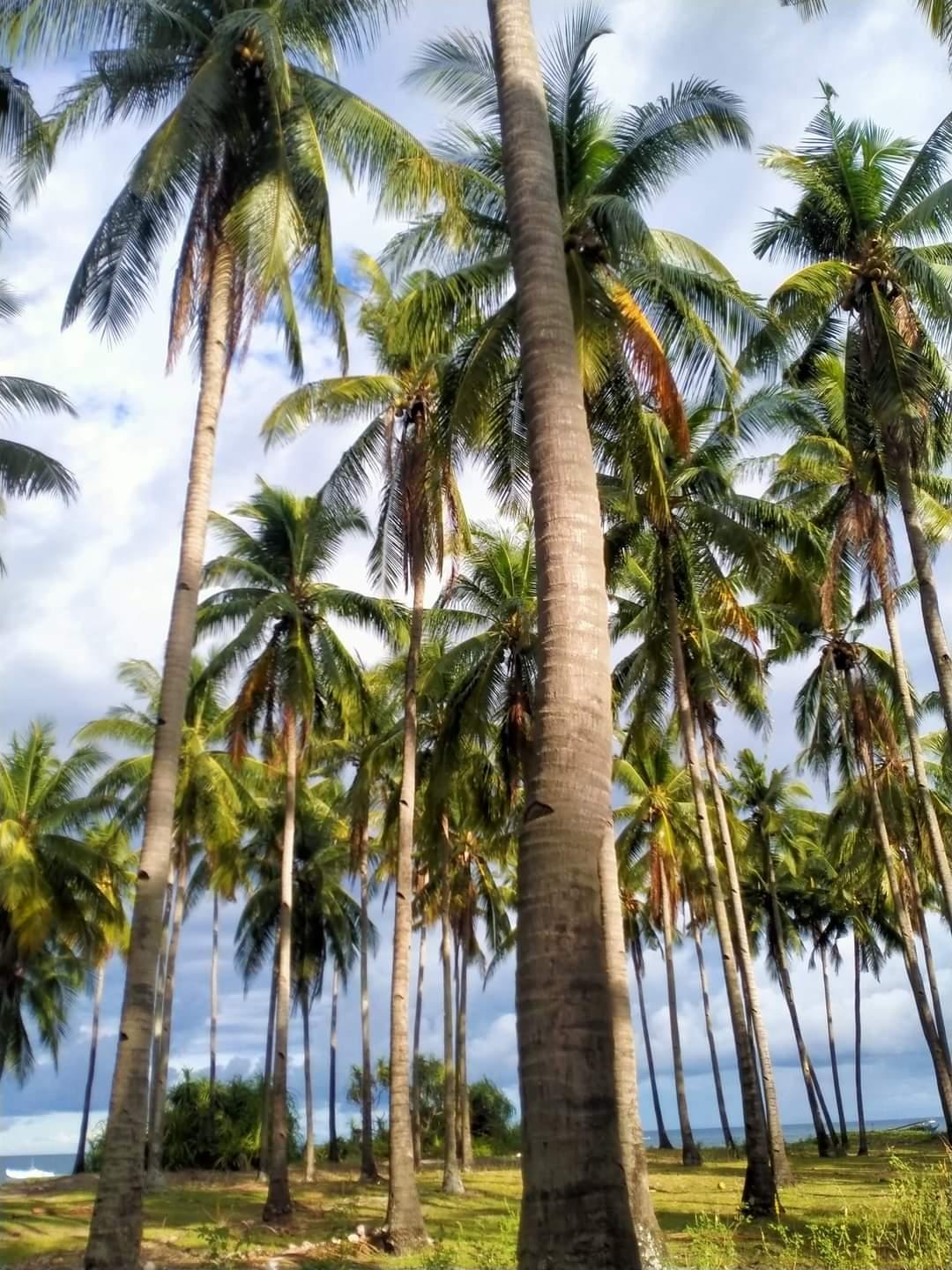 Sandee Sumaliring Beach