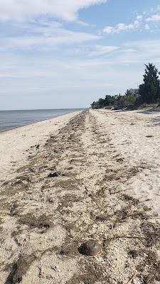 Sandee - Pickering Beach