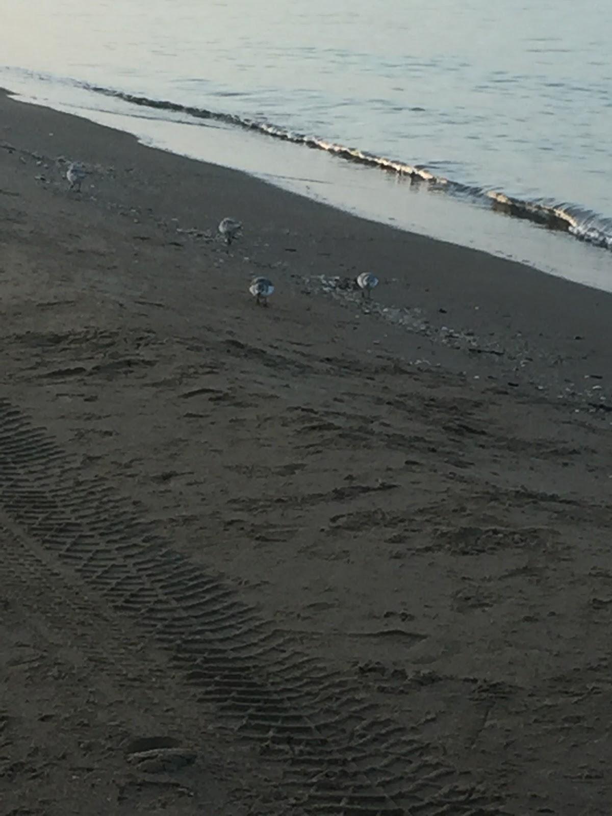 Sandee Spiaggia Di Sant'Andrea Photo